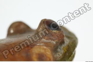 Bullfrog Rana catesbeiana 0055